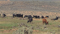 Time Controlled Grazing, County Seat Season 3, Episode 17