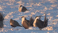 Greater Sage-Grouse Planning in UTAH County Seat Season3, Episode 18