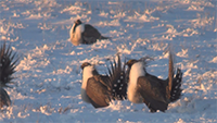 Sage Grouse BLM Draft Released County Seat, Season 3, Episode 47